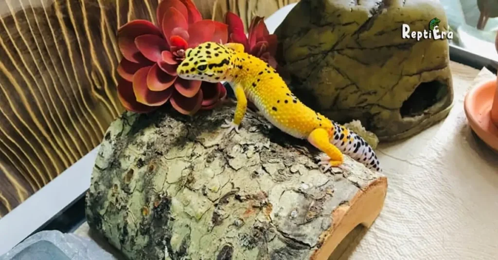 Do Leopard Geckos Climb