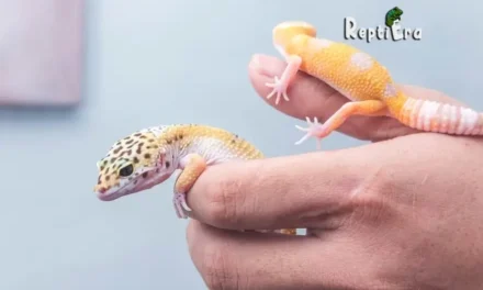 Gecko Buddies: What Can Live With A Leopard Gecko?