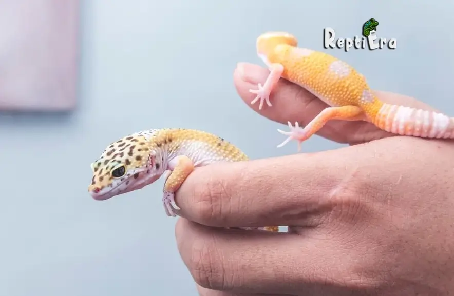 Gecko Buddies: What Can Live With A Leopard Gecko?