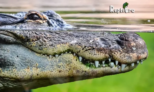 What Do Alligators And Crocodiles have in common? – Eye Opening Facts