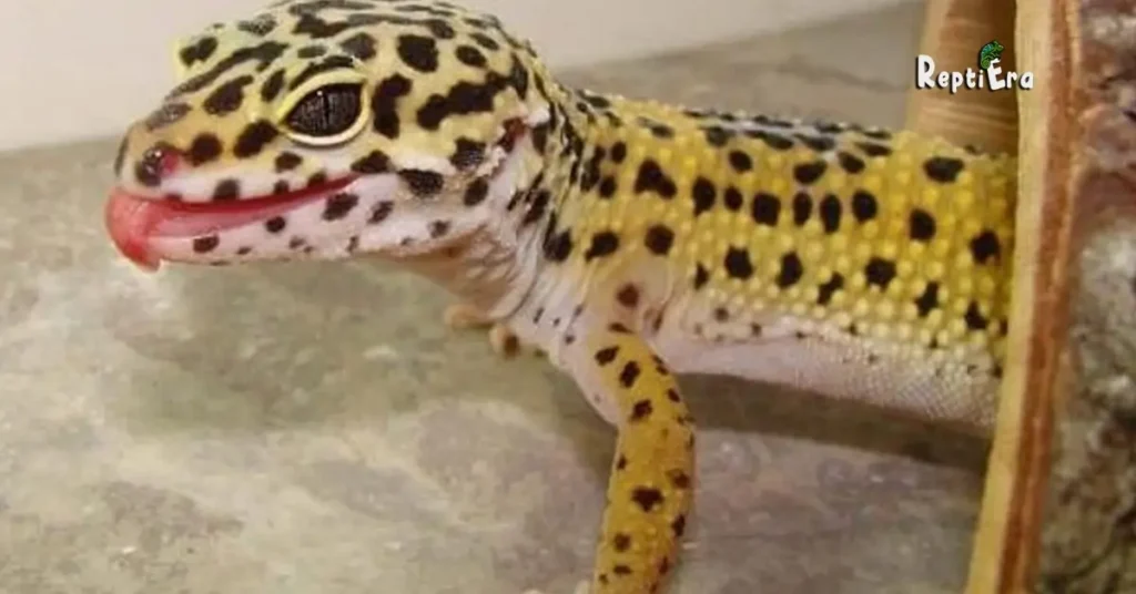 Why Does My Leopard Gecko Lick Me