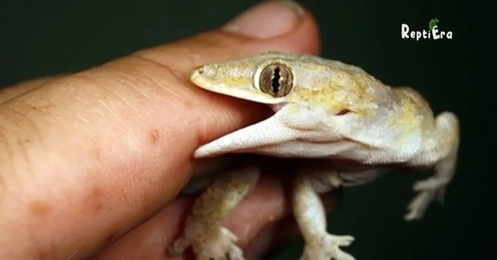 Why Do Leopard Geckos Bite