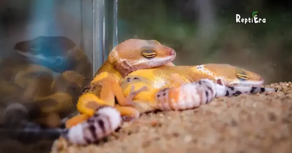  What Can Live With A Leopard Gecko