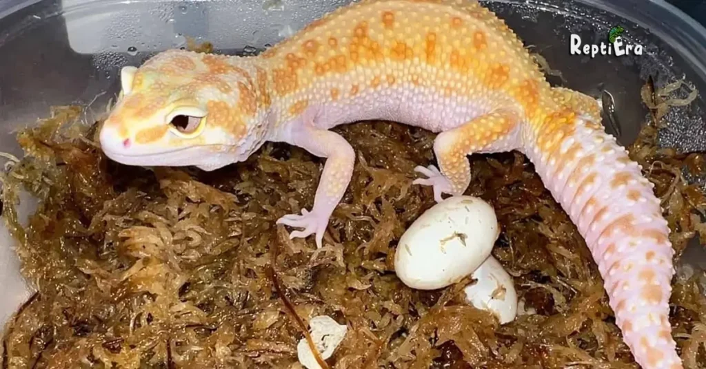 How Many Eggs Do Leopard Geckos Lay