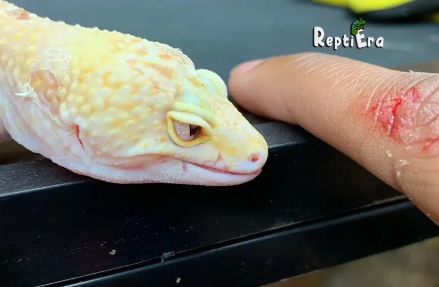 Bite Alert: Why Do Leopard Geckos Bite – 8 Reasons