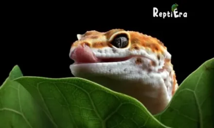 Why Do Leopard Geckos Chirp: What Are They Saying?