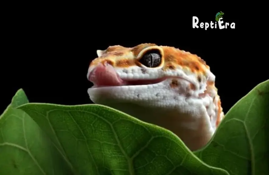 Why Do Leopard Geckos Chirp: What Are They Saying?