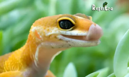 Why Do Leopard Geckos Lick Their Lips: Quirks or Communication?