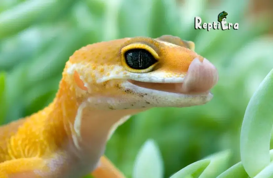 Why Do Leopard Geckos Lick Their Lips: Quirks or Communication?