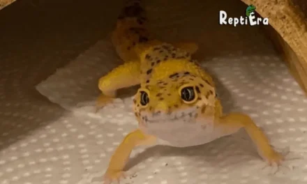 Stares Decoded: Why Does My Leopard Gecko Stare At Me (8 Reasons)