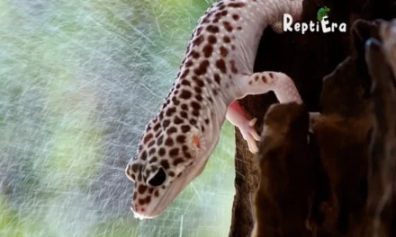 Help! Why Is My Leopard Gecko Not Pooping: 10 Causes & Solutions