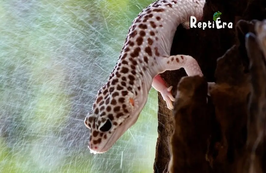 Help! Why Is My Leopard Gecko Not Pooping: 10 Causes & Solutions