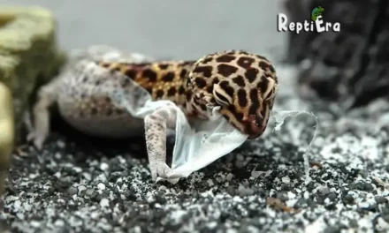 Why Is My Leopard Gecko Not Shedding: Let’s Find Out Why?