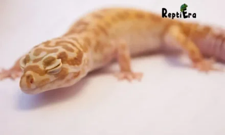 Why Leopard Gecko Closing His Eyes: Concern or Comfort? 11 Possible Reasons