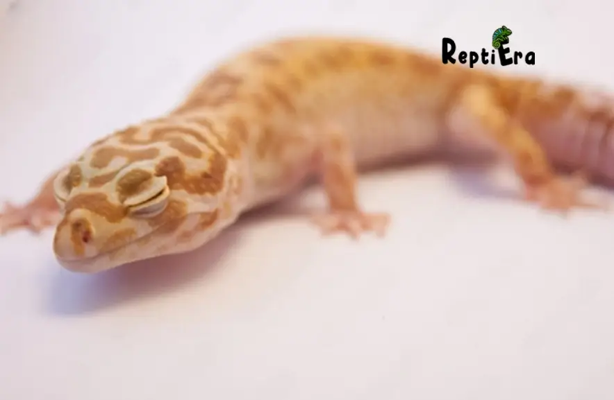 Why Leopard Gecko Closing His Eyes: Concern or Comfort? 11 Possible Reasons