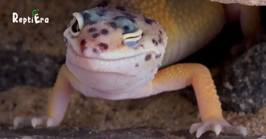 Why Leopard Gecko Closing His Eyes