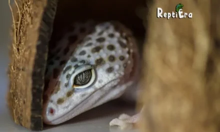 Hide & Seek: Why is my leopard gecko always hiding 10 Causes