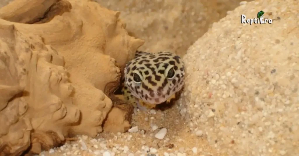 Why is my leopard gecko always hiding