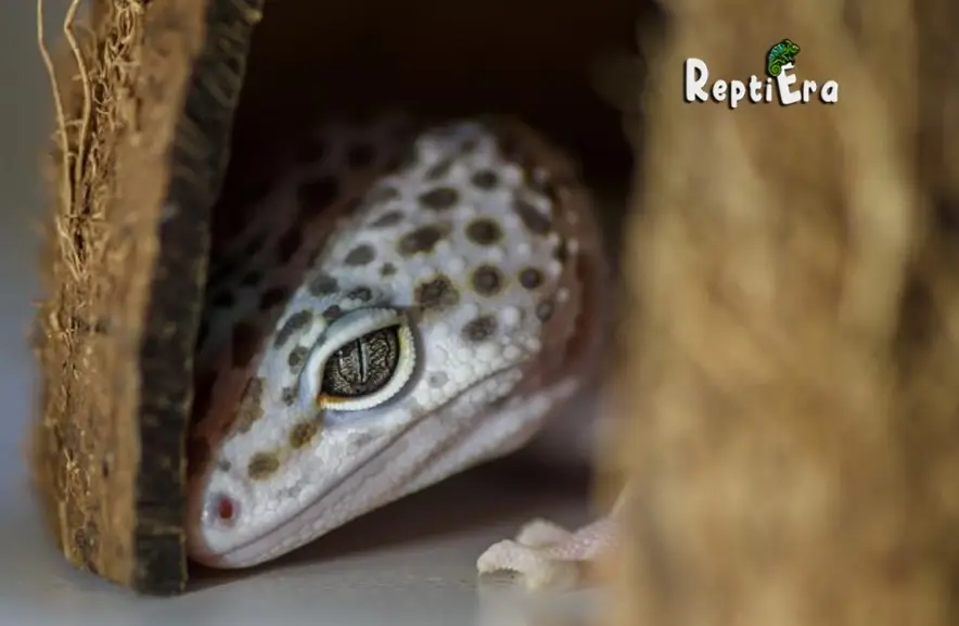 Hide & Seek: Why is my leopard gecko always hiding 10 Causes