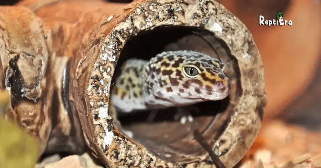 Why Do Leopard Geckos Chirp 