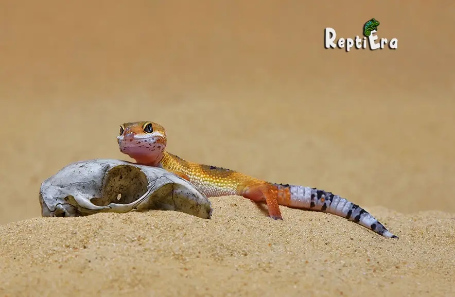 Geckos’ Groundwork: Do Leopard Geckos Need Substrate?