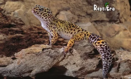 How Fast Is A Leopard Gecko: Lightning Fast Or Not?