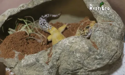 Exploring the Depths: Why Is My Leopard Gecko Digging? 9 Reasons