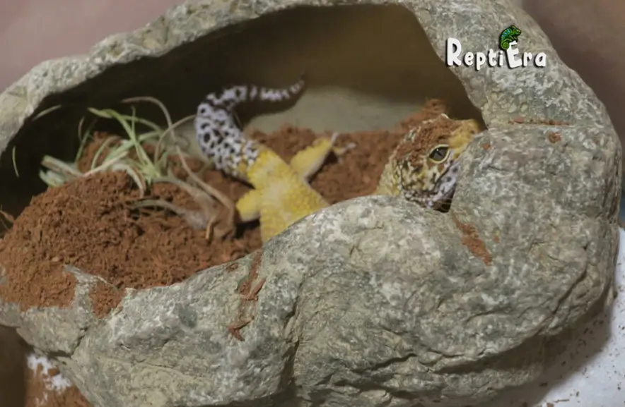 Exploring the Depths: Why Is My Leopard Gecko Digging? 9 Reasons