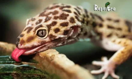 Why Does My Leopard Gecko Lick Me: Affectionate or Inquisitive?