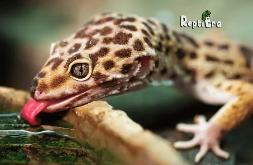 Why Does My Leopard Gecko Lick Me: Affectionate or Inquisitive?