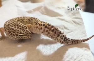 why is my leopard gecko licking his bum