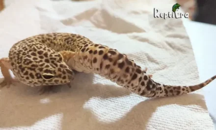 Why is my leopard gecko licking his bum: Curious Behavior?