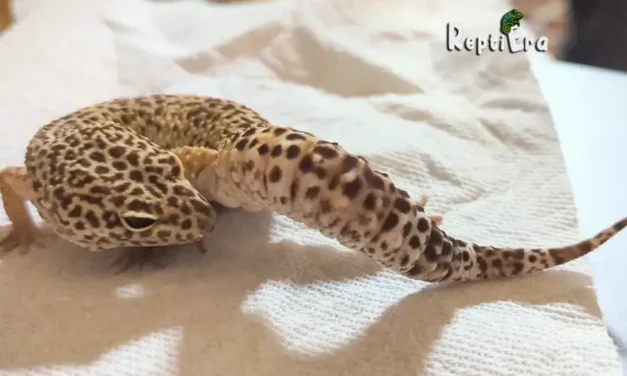 Why is my leopard gecko licking his bum: Curious Behavior?