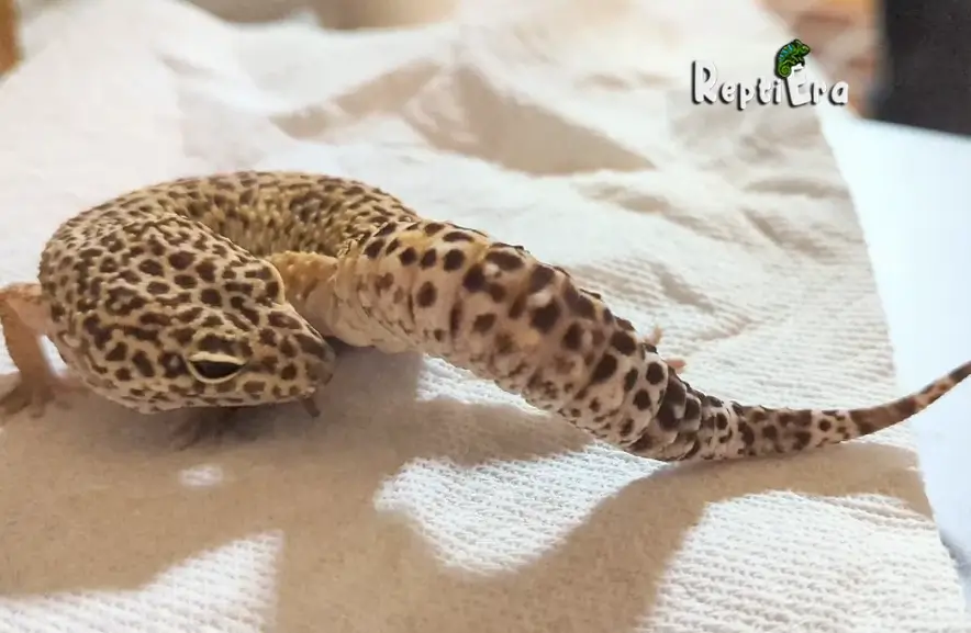 Why is my leopard gecko licking his bum: Curious Behavior?