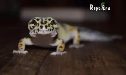 Why is my leopard gecko trying to escape: 11 Reasons