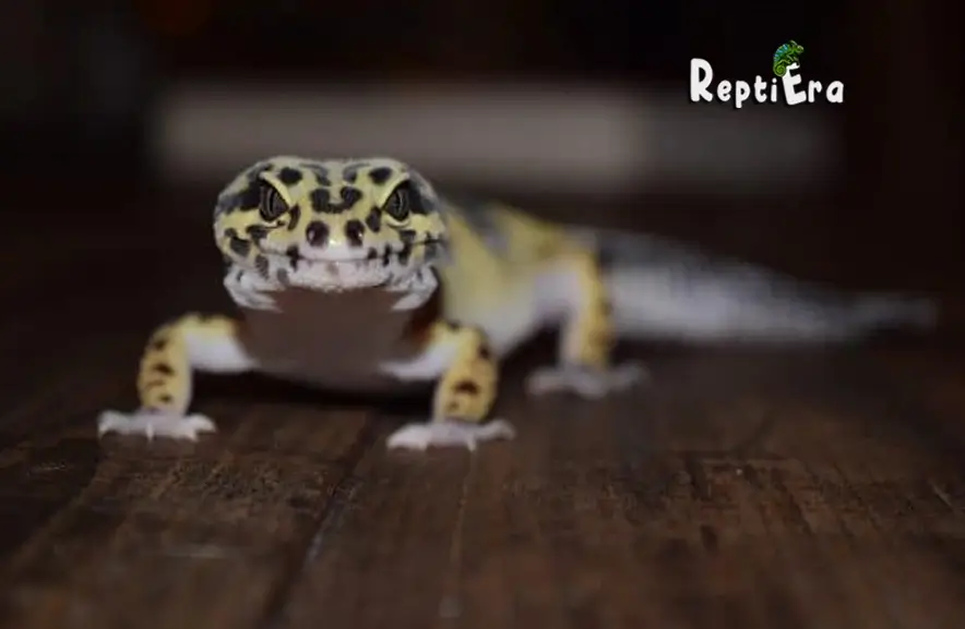 Why is my leopard gecko trying to escape: 11 Reasons