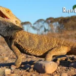 How Fast Can A Bearded Dragon Run? – (You’ll Be Amazed!)