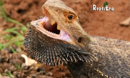 Why Do Bearded Dragons Puff Up? – (Discover Puff Reasons)