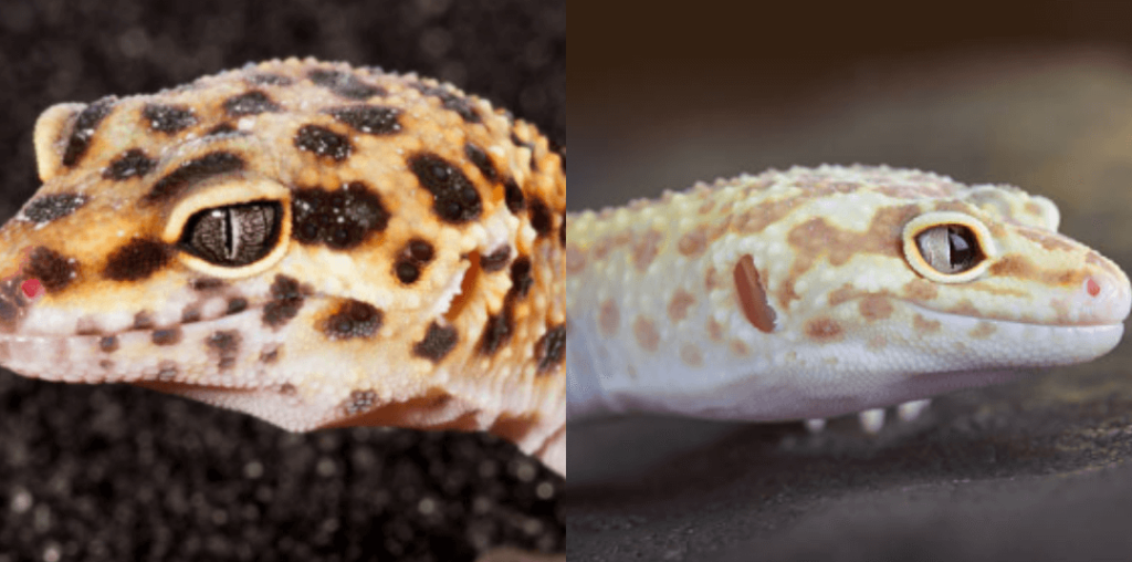 Why Is My Leopard Gecko Turning White And Looking Pale Why Is My Leopard Gecko Turning White And Looking Pale