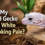 Why Is My Leopard Gecko Turning White And Looking Pale?