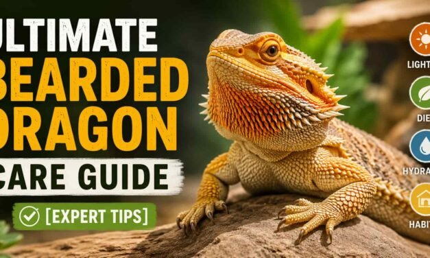 Ultimate Bearded Dragon Care Guide [Expert Tips]
