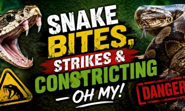 Snake Bites, Strikes & Constricting — Oh My! [Danger]